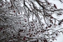 Ice veins