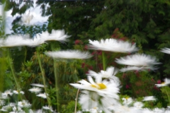 Daisies blowing in the wind