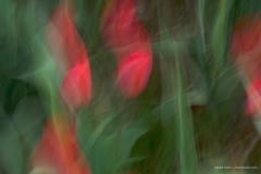 Tulip breeze