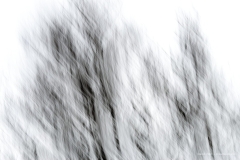 Waves in the trees
