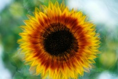 Sunflower kaleidoscope