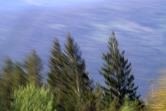 Trees on the move