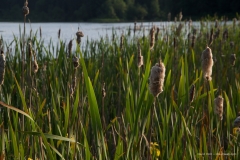 Evening light