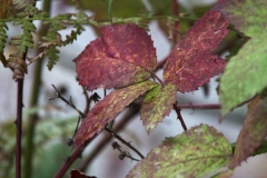 Fall leaves