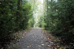 A walk through the Forest