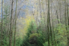 Autumn Path