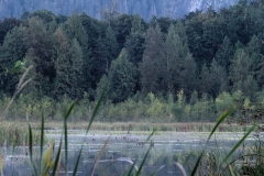 Cheam Lake Wetlands