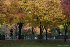 Fall colours