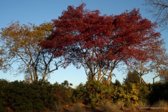 Fall colours