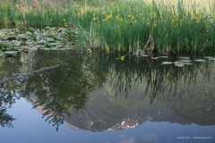 Mt. Cheam from Cheam Lake Wetlands