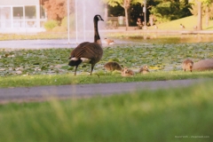 Goose with goslings