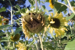 Weeping sunflower