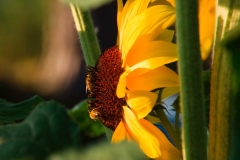 Sunflower and 2 bees