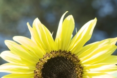 Sunflower rising