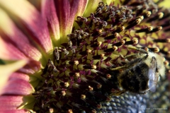 Sunflower and bee