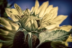 Sunflower bathing