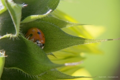 Lady bug in sunflower