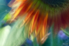 Sunflower Colours