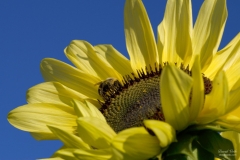Sunflower and bee