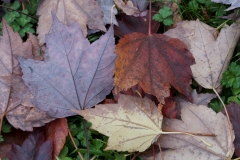 dv-fall_leaves-05-11-2023_IMGP4980