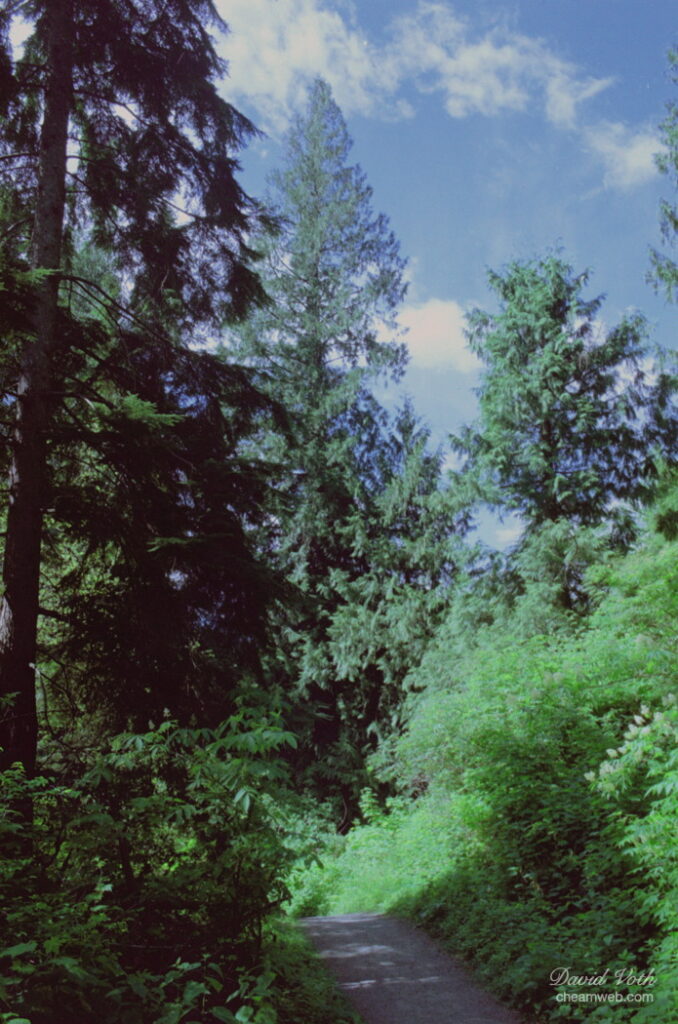 Photo of trail among trees on Little Mtn. in Chilliwack